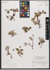 Foto von Salix reticulata L.
